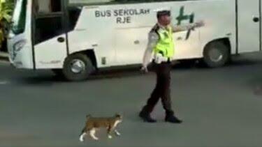 Viral, Video Polisi Menyeberangkan Kucing di Jalan Raya