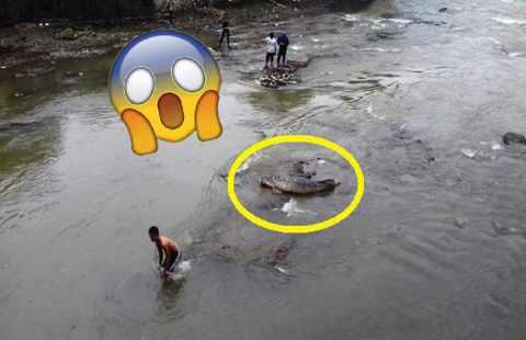HEBOH!!!.raksasa Air Sungai Di Temukan,panjangnya Mengejutkan
