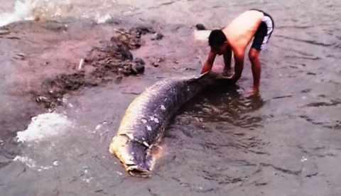 HEBOH!!!.raksasa Air Sungai Di Temukan,panjangnya Mengejutkan