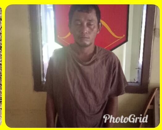 Karyawan BUMN Tertangkap Curi Buah Sawit Milik PTPN VII