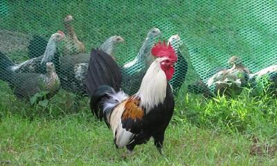 Ayam Berkokok tanda udah pagi? Nggak Cuma itu lagi! Ini Makna lainnya, Gan!