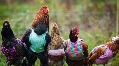Ayam Berkokok tanda udah pagi? Nggak Cuma itu lagi! Ini Makna lainnya, Gan!