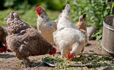 Ayam Berkokok tanda udah pagi? Nggak Cuma itu lagi! Ini Makna lainnya, Gan!