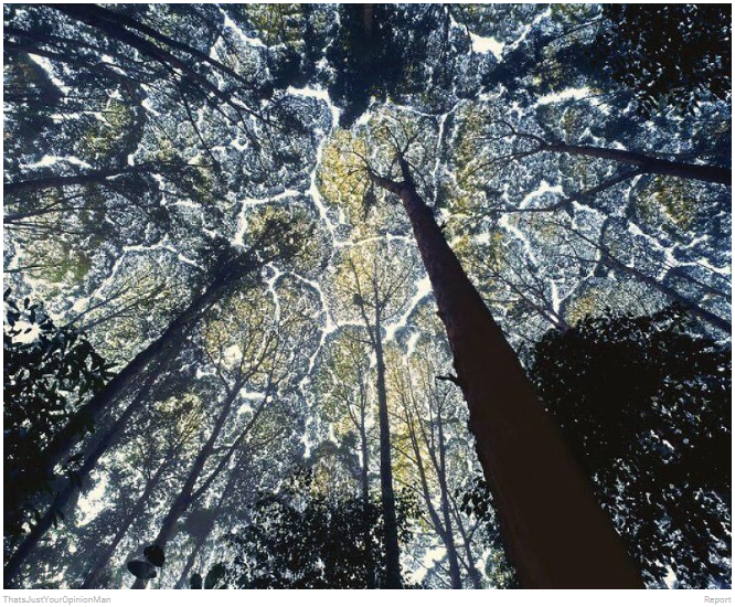 Crown Shyness, Fenomena Alam Ketika Pepohonan &quot;enggan&quot; Bersentuhan