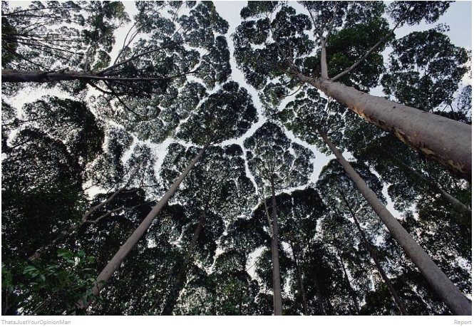 Crown Shyness, Fenomena Alam Ketika Pepohonan &quot;enggan&quot; Bersentuhan