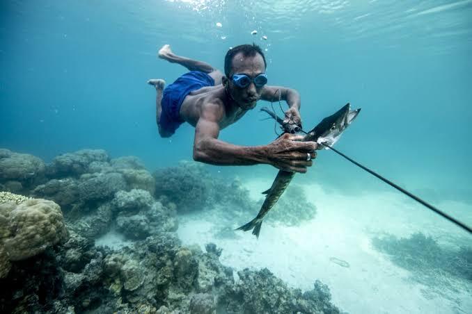Kenapa Suku Bajau Bisa Menyelam Lama Di Dalam Air