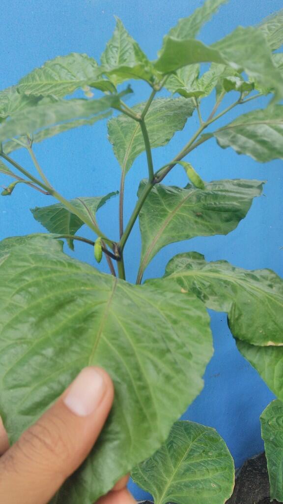 Carolina reaper dan bhut jolokia