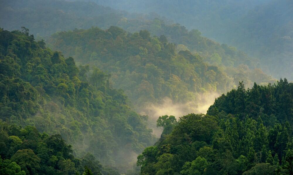 &#91;COC GL&#93; Silahkan Rusak Semua Hutan Biar Indonesia Makin Mengerikan