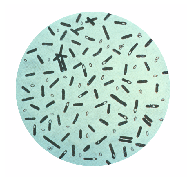 Clostridium botulinum, Bakteri Yang Mampu Membunuh 200 Juta Orang