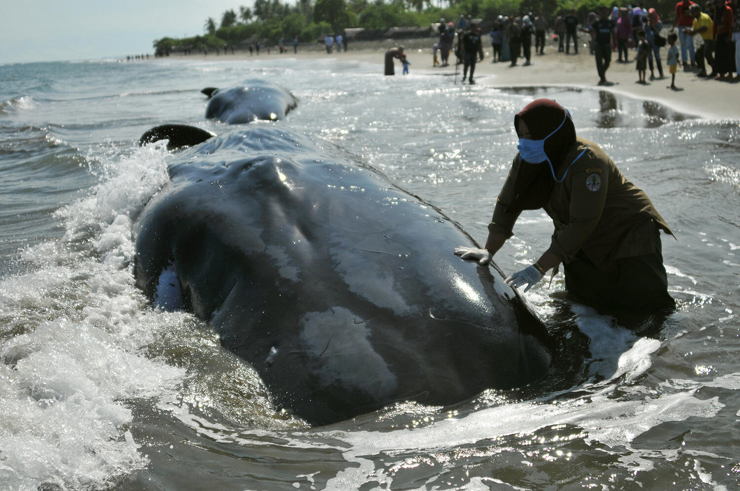 Paus Terdampar di Pantai Kupang, Ada Bekas Luka Tombak di Tubuhnya