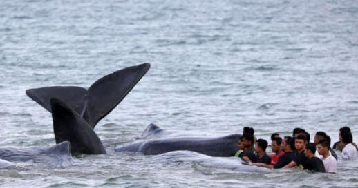 Paus Terdampar di Pantai Kupang, Ada Bekas Luka Tombak di Tubuhnya