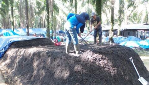 Dianggap Remeh,ternyata Limbah Tanaman Ini Hasilkan Milyaran Rupiah