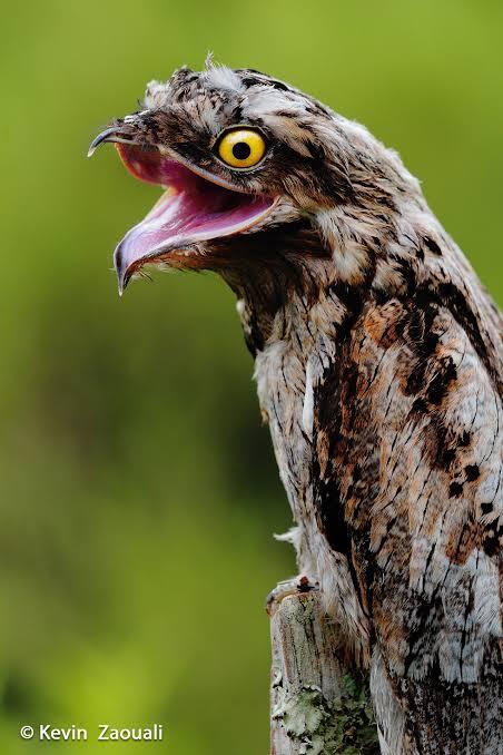 Burung Potoo Yang Unik Dan Setia Sama Pasangannya