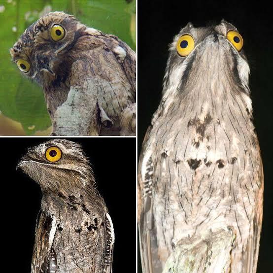 Burung Potoo Yang Unik Dan Setia Sama Pasangannya