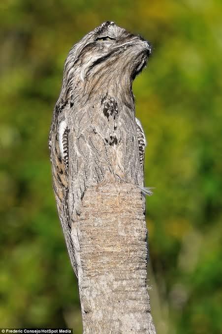 Burung Potoo Yang Unik Dan Setia Sama Pasangannya