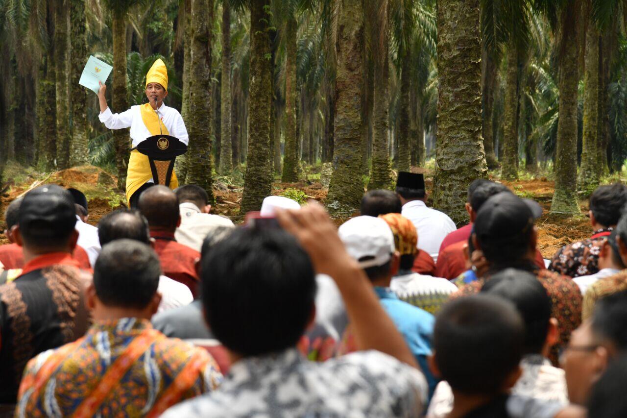 Presiden Resmikan Peremajaan 25.423 Hektare Lahan Sawit untuk Rakyat di Riau