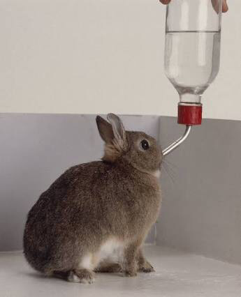 Rabbit Lovers masupp!!