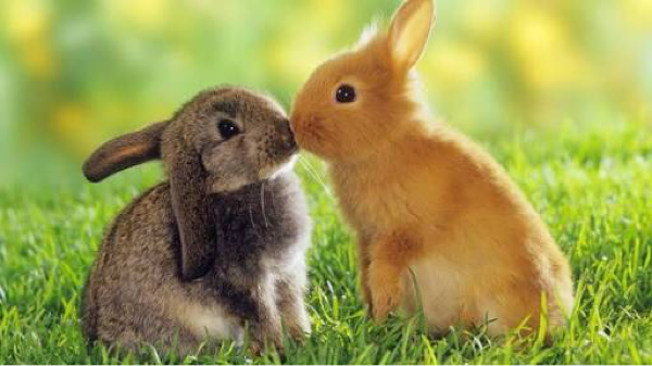Rabbit Lovers masupp!!