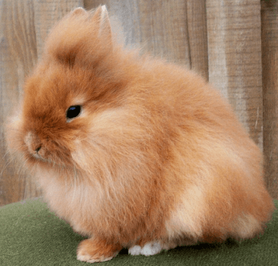 Rabbit Lovers masupp!!