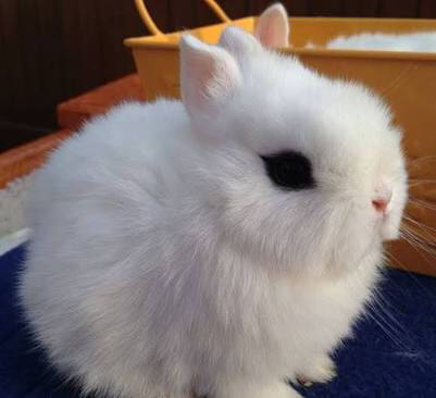 Rabbit Lovers masupp!!