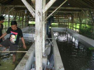 Investor & partner budidaya lobster air tawar