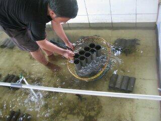 Investor & partner budidaya lobster air tawar