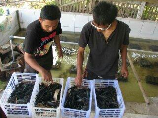 Investor & partner budidaya lobster air tawar