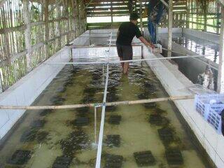 Investor & partner budidaya lobster air tawar