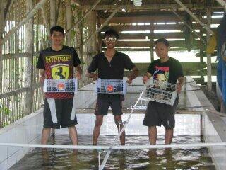 Investor & partner budidaya lobster air tawar