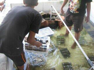 Investor & partner budidaya lobster air tawar