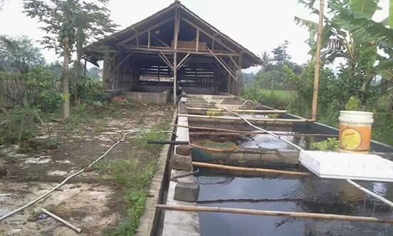 Investor & partner budidaya lobster air tawar