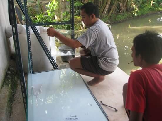 Investor & partner budidaya lobster air tawar
