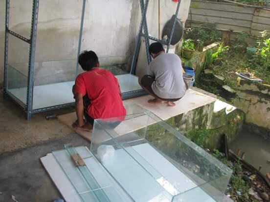 Investor & partner budidaya lobster air tawar