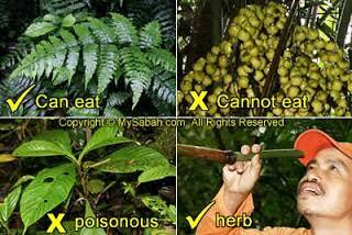 &#91;COC GL&#93; Makanan survival yang dapat kita cari di hutan / gunung