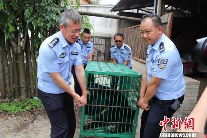 CEWEK Pemain PORNO Beli Anjing,Malah Jadi BERUANG RAKSASA!