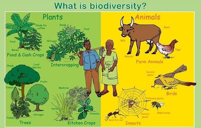 &#91;COC GL&#93; Populasi Manusia Makin Bertambah, Apa Sih Dampaknya Bagi Biodiversitas?