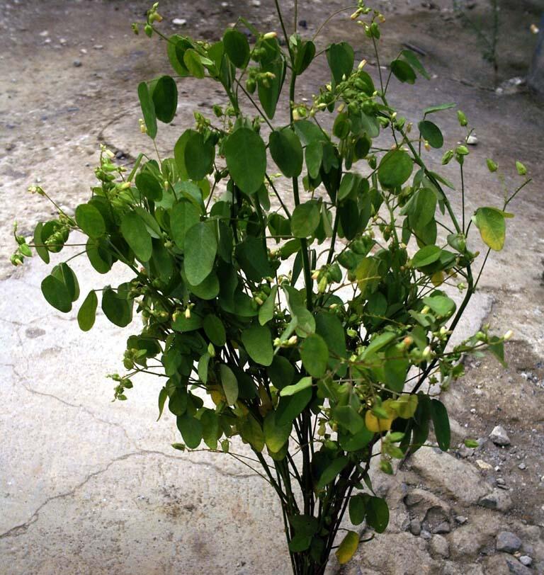 &#91;COC GL&#93; Makanan survival yang dapat kita cari di hutan / gunung