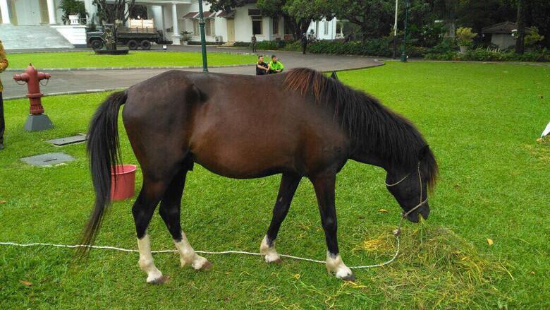 Kuda Sandalwood yang Diberikan ke Jokowi Diletakan di Istana Bogor (Diedit)