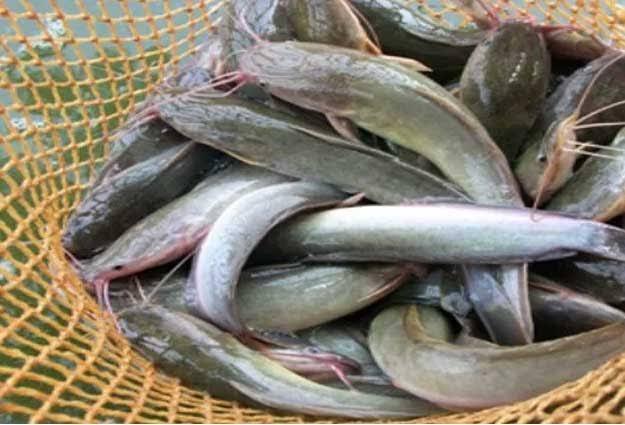 Bahaya Memakan Lele Yang Jarang Diketahui