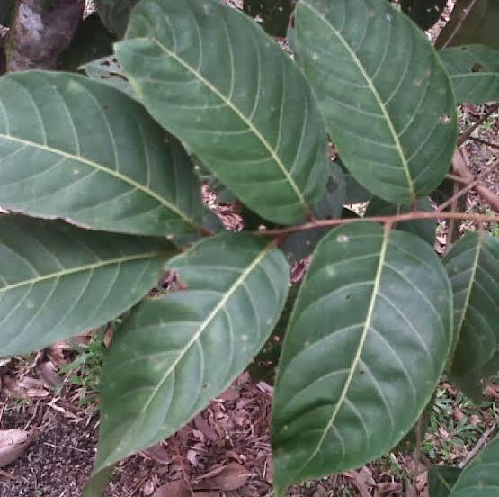 3 Daun Berkhasiat Untuk Hilangkan Uban