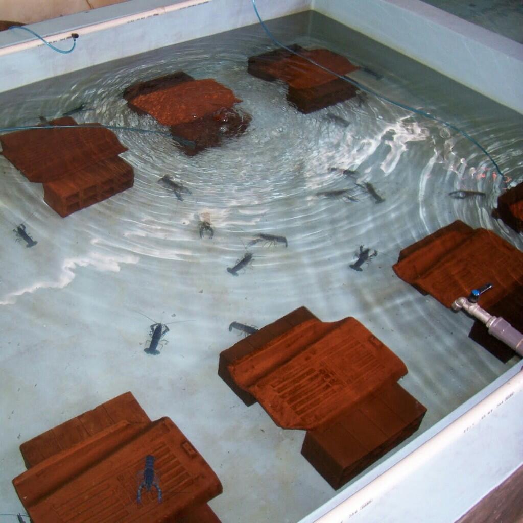 Budidaya lobster