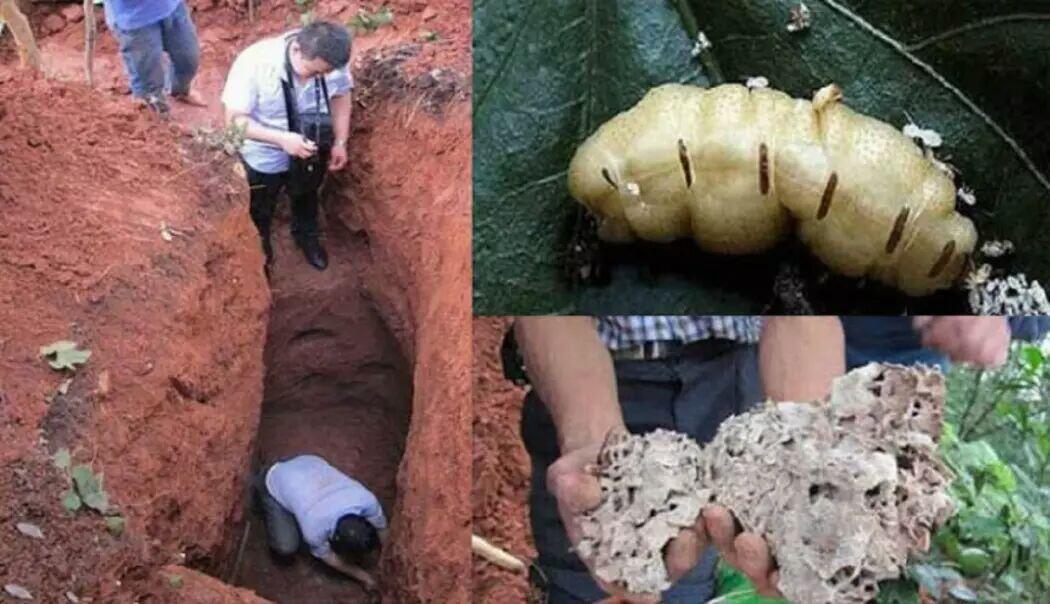 Kerajaan Ratu Rayap, Yang Hidup Bawah Tanah!!