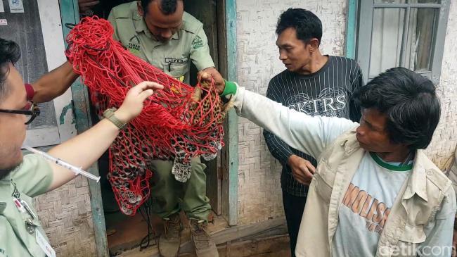 Macam Tutul di Kolong Rumah Warga Berhasil Ditaklukkan