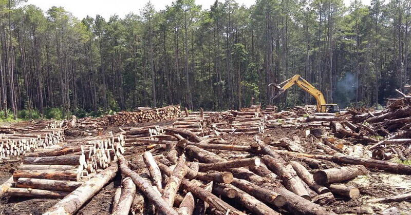 Coc Gl Kerusakan Hutan Akibat Dari Kejahatan Pembalakan Liar