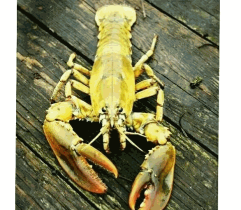 Subhanallah 6 Hewan Rupa Aneh Langka, Salah Satunya Bermata Satu.