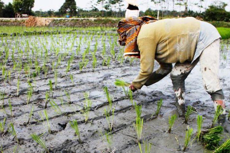 Jejak DNA, Petani Pertama Asia Tenggara adalah Migran China
