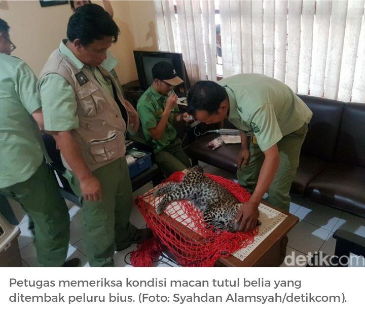 Macan Tutul yang Ngumpet di Kolong Rumah Berusia 1,5 Tahun