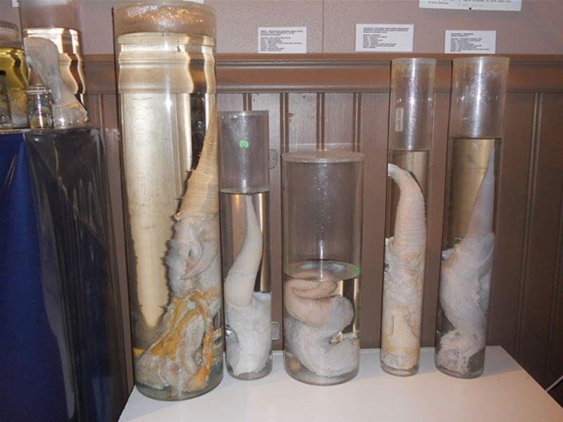 Berkunjung Ke Museum Mr.P Di Islandia