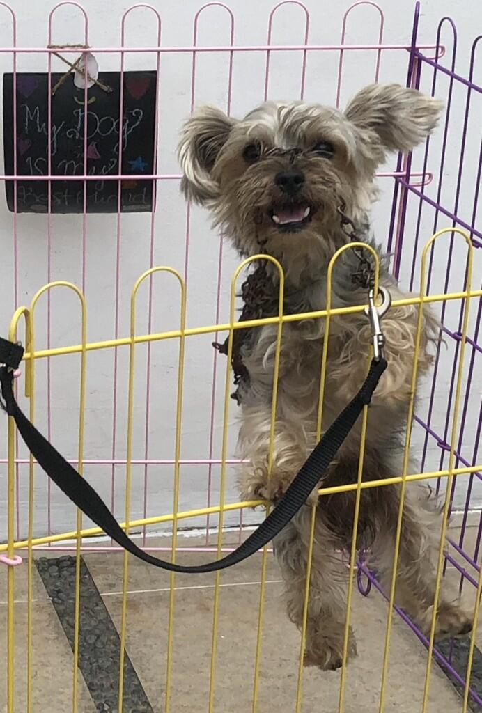 Hibah Yorkshire terrier yorkie jantan dewasa