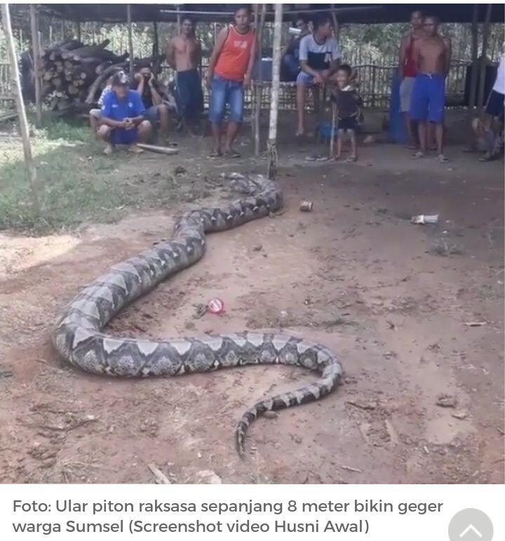 Piton Raksasa yang Ditangkap di Sumsel Lepas!